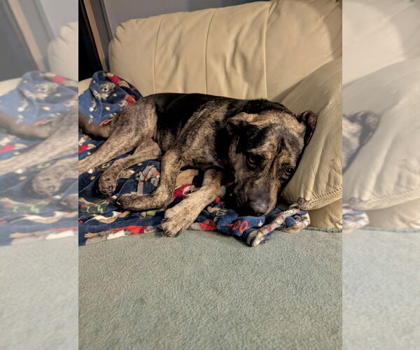 Medium Photo #3 Rottweiler-American Pit Bull Terrier Puppy For Sale in Brewster, NY, USA