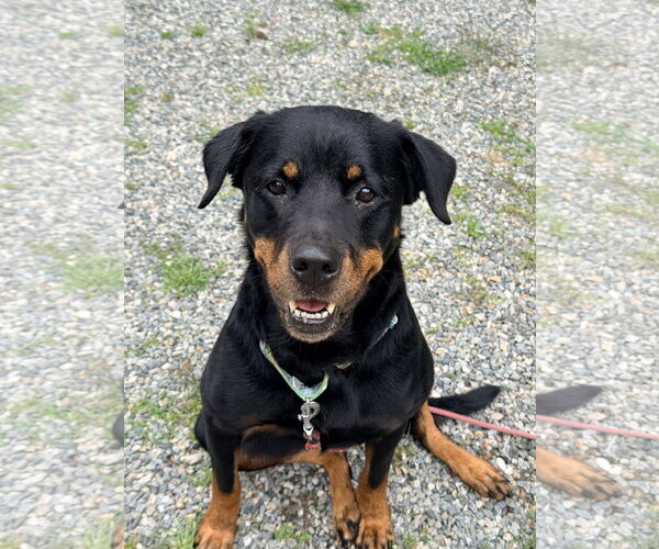 Medium Photo #3 Rottweiler Puppy For Sale in Hillsboro, NH, USA