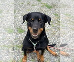 Small #2 Rottweiler