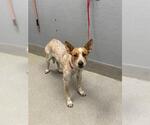 Small Mutt
