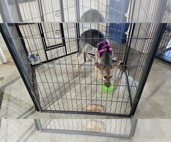 Medium Photo #6 German Shepherd Dog-Unknown Mix Puppy For Sale in Centreville, VA, USA