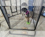 Small #5 German Shepherd Dog Mix