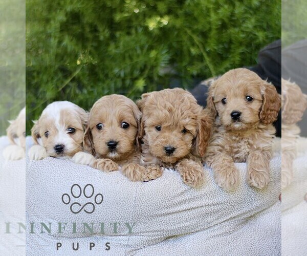 Medium Photo #2 Cavapoo Puppy For Sale in PARADISE, PA, USA