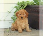 Image preview for Ad Listing. Nickname: Skippy