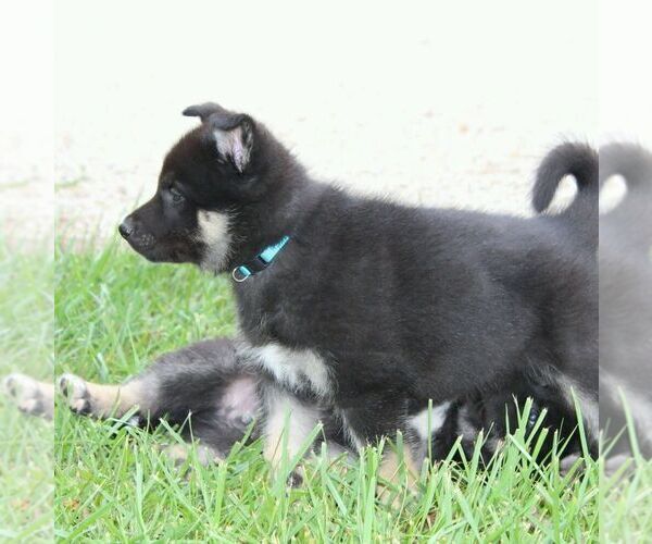 Medium Photo #10 German Shepherd Dog-Siberian Husky Mix Puppy For Sale in OTTAWA, KS, USA
