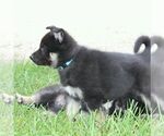 Small Photo #10 German Shepherd Dog-Siberian Husky Mix Puppy For Sale in OTTAWA, KS, USA