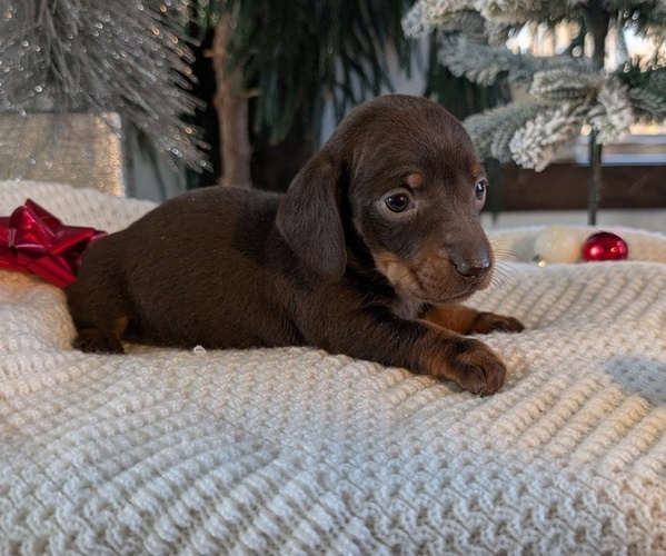 Medium Photo #13 Dachshund Puppy For Sale in GOSHEN, IN, USA