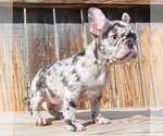 Small Photo #12 French Bulldog Puppy For Sale in BEVERLY HILLS, CA, USA