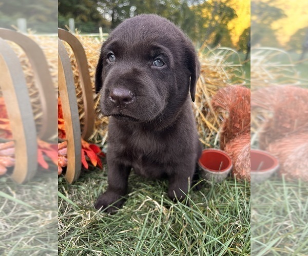 Medium Photo #7 Labrador Retriever Puppy For Sale in NEOLA, WV, USA