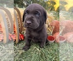 AKC Chocolates - Male Labrador Retriever Puppy for Sale - Photo #7