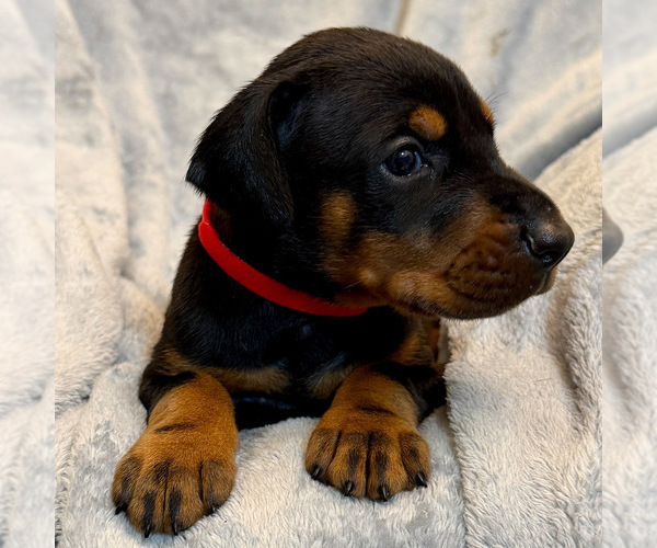Medium Photo #10 Doberman Pinscher Puppy For Sale in LAKELAND, FL, USA