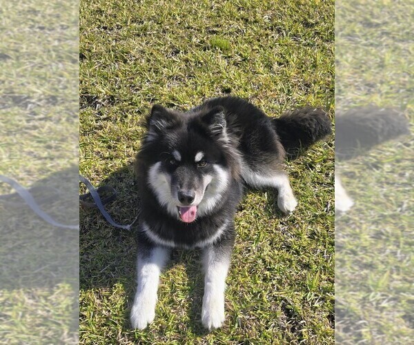 Medium Photo #1 Siberian Husky Puppy For Sale in HOMESTEAD, FL, USA