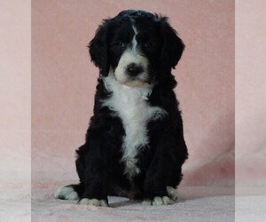 Poodle (Standard)-Shepadoodle Mix Puppy for sale in FREDERICKSBG, OH, USA