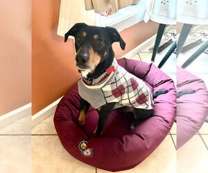 Mutt Dogs for adoption in Mount Laurel, NJ, USA