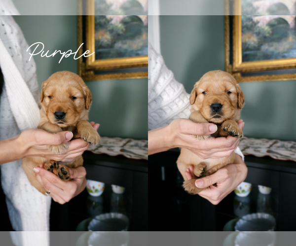 Medium Photo #9 Golden Retriever Puppy For Sale in PORTER, TX, USA