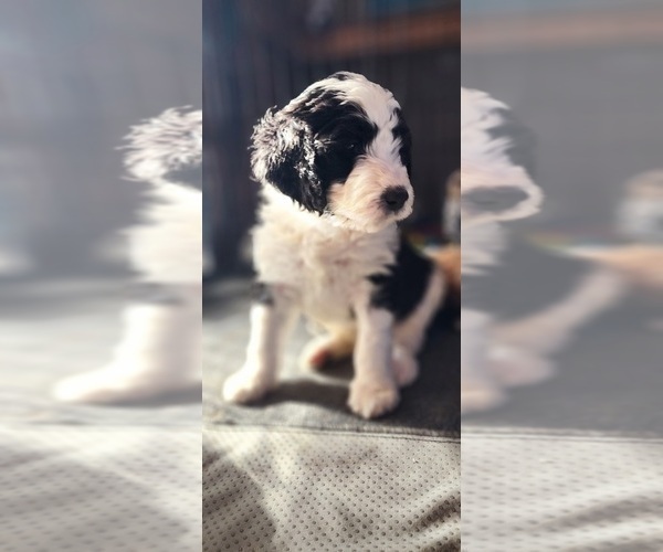 Medium Photo #15 Bernedoodle Puppy For Sale in GEORGETOWN, DE, USA