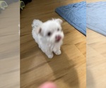 Image preview for Ad Listing. Nickname: Litter of 4