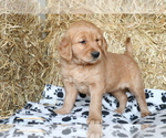 Small #1 Golden Retriever