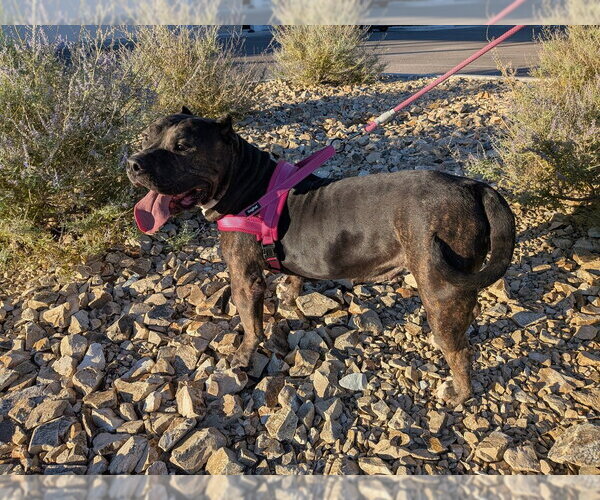 Medium Photo #2 American Pit Bull Terrier Puppy For Sale in Vail, AZ, USA