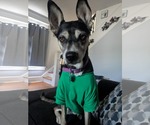 Small #8 Huskies  Mix