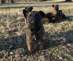 Belgian Malinois Puppy for sale in SPRINGFIELD, MO, USA