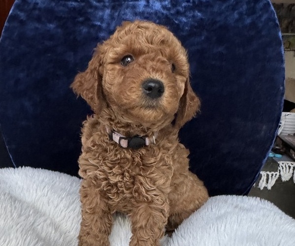 Medium Photo #6 Goldendoodle (Miniature) Puppy For Sale in SAN FERNANDO, CA, USA
