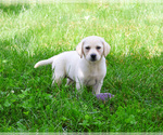 Small #4 Labrador Retriever