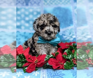 Double Doodle Puppy for sale in CHRISTIANA, PA, USA