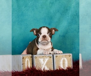 Boston Terrier Puppy for sale in WARSAW, IN, USA