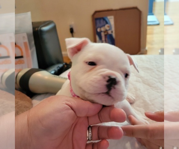 Medium Photo #5 American Bully Puppy For Sale in OLYMPIA, WA, USA