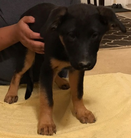 Medium Photo #1 Chow Chow-German Shepherd Dog Mix Puppy For Sale in COLUMBIA, SC, USA