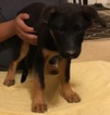 Small Photo #1 Chow Chow-German Shepherd Dog Mix Puppy For Sale in COLUMBIA, SC, USA