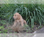 Small #3 Golden Retriever