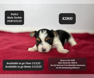 Yorkshire Terrier Puppy for sale in TUCSON, AZ, USA