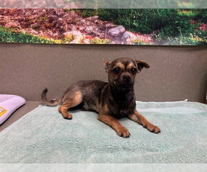 Chihuahua-Unknown Mix Dogs for adoption in Moreno Valley, CA, USA