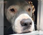 Small American Staffordshire Terrier Mix