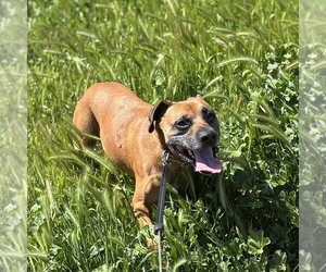 Boxer Dogs for adoption in Chico, CA, USA