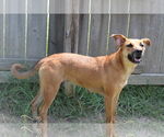 Small #1 Mutt