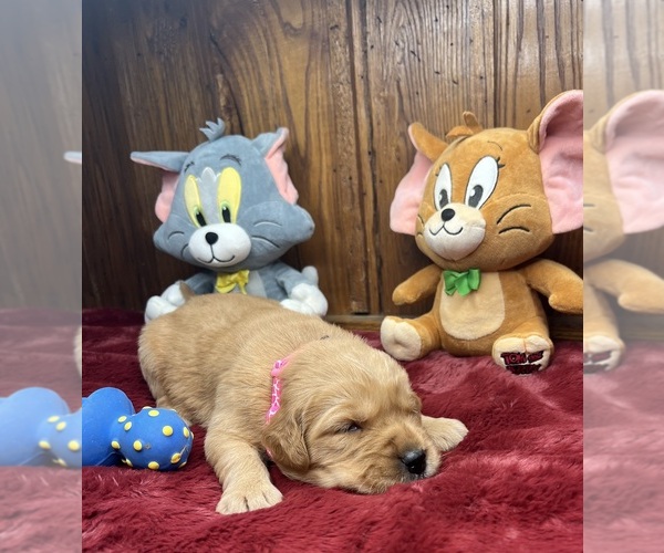 Medium Photo #3 Golden Retriever Puppy For Sale in NEOLA, WV, USA