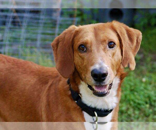 Medium Photo #3 Mutt Puppy For Sale in Mount Pleasant, SC, USA