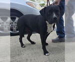 Small #2 Bulldog Mix