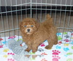 Small Photo #1 Poodle (Miniature) Puppy For Sale in ORO VALLEY, AZ, USA