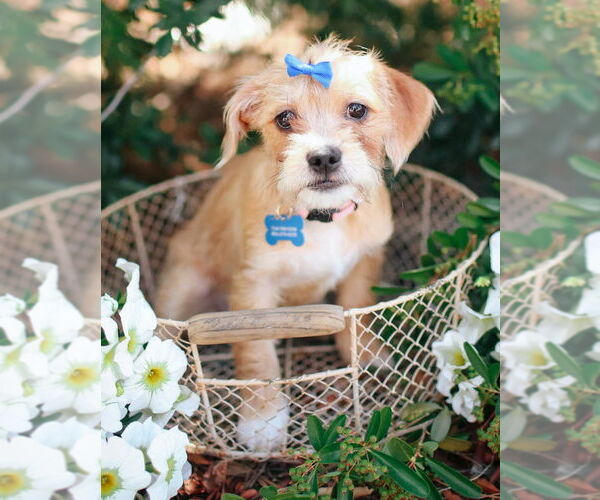 Medium Photo #1 Shih Tzu Puppy For Sale in Corona, CA, USA