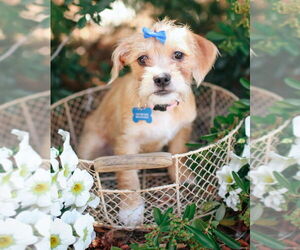 Shih Tzu Dogs for adoption in Corona, CA, USA