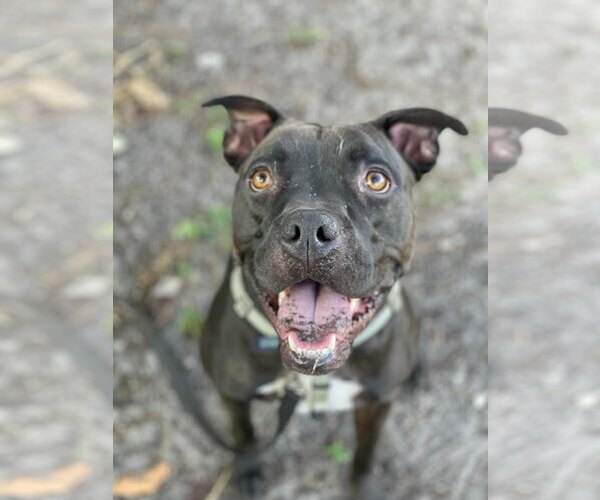 Medium Photo #34 American Pit Bull Terrier-Unknown Mix Puppy For Sale in Pompano Beach , FL, USA