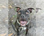 Small #33 American Pit Bull Terrier Mix