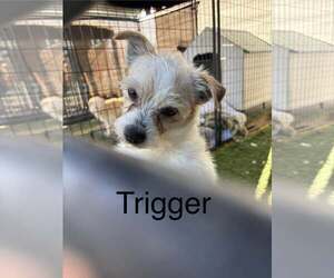 Mutt Dogs for adoption in Turlock, CA, USA