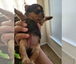 Puppy 2 Yorkshire Terrier