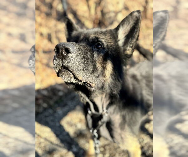 Medium Photo #8 Mutt Puppy For Sale in Elmsford, NY, USA