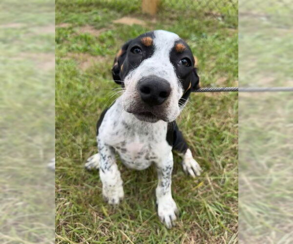 Medium Photo #1 Pointer-Unknown Mix Puppy For Sale in Tarrytown, GA, USA